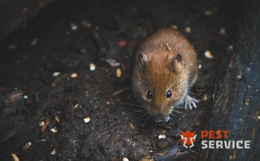 Дератизация в Электростали